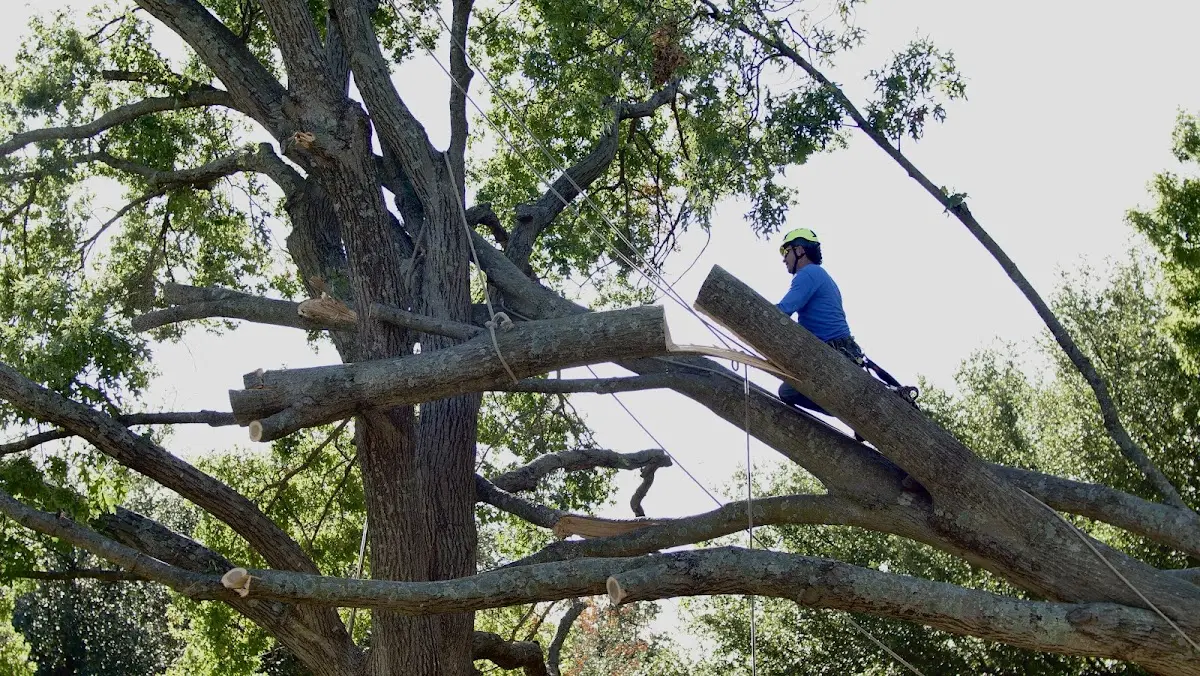 Professional Crown Thinning performed by certified arborists in Mellen